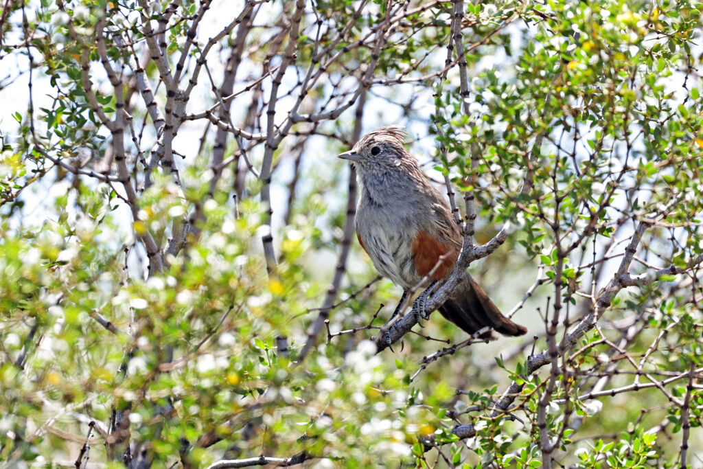 Crested Gallitoadult