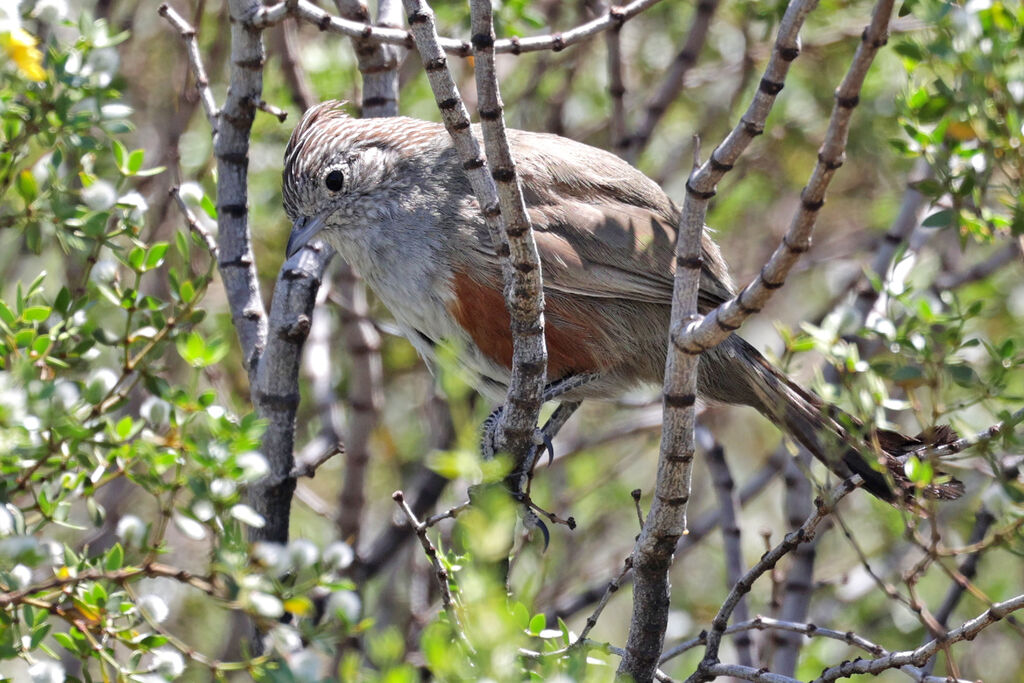 Crested Gallitoadult