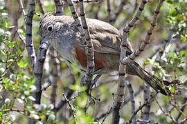 Crested Gallito