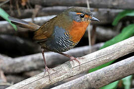 Chucao Tapaculo