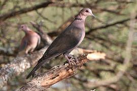 Red-eyed Dove