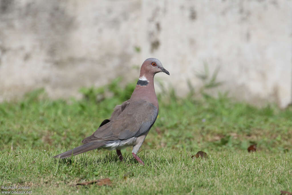 Island Collared Doveadult, identification