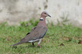 Island Collared Dove