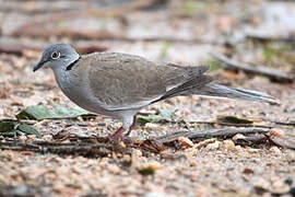 White-winged Collared Dove