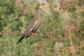 West Peruvian Dove