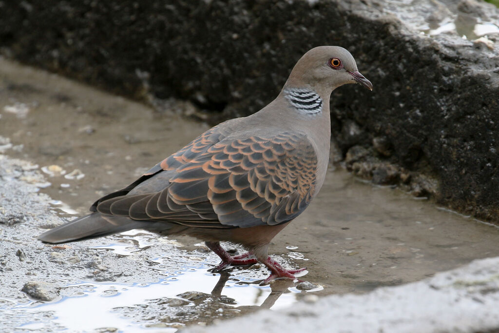 Oriental Turtle Doveadult