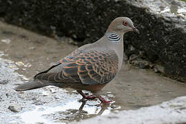 Oriental Turtle Dove