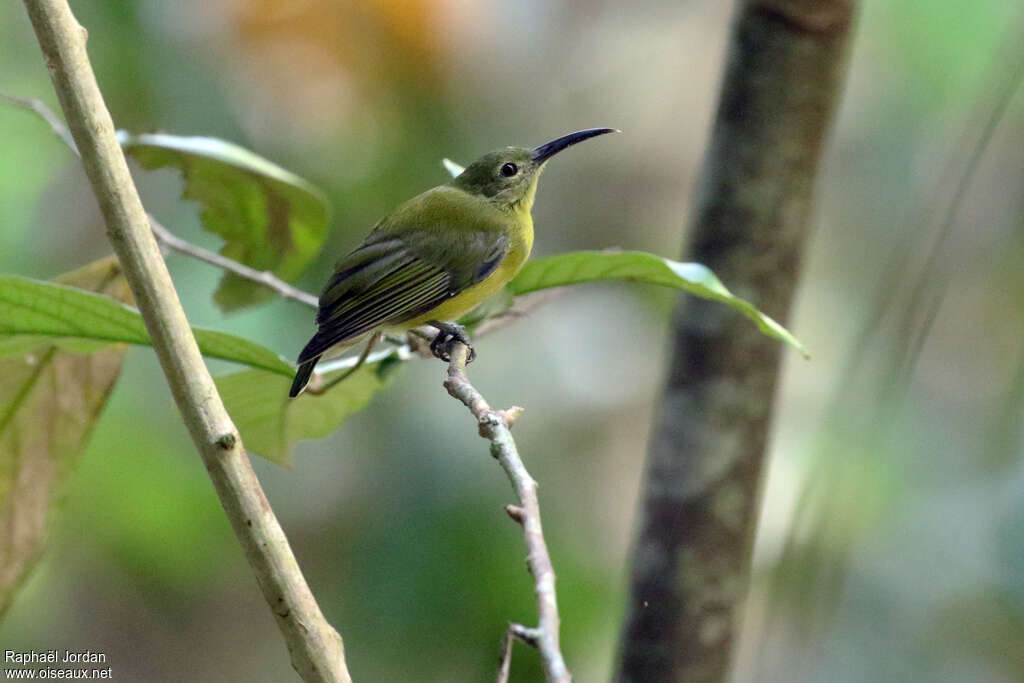 Yellow-bellied Longbilladult