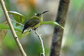 Yellow-bellied Longbill