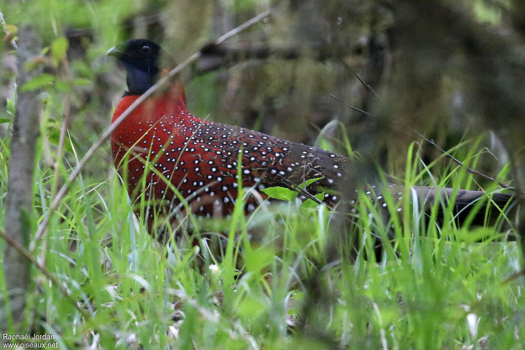 Tragopan satyre mâle adulte