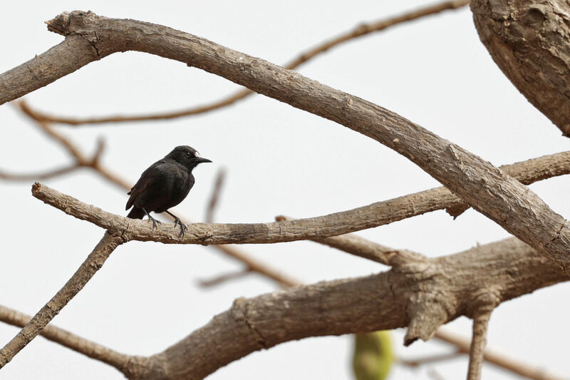 White-fronted Black Chat male adult