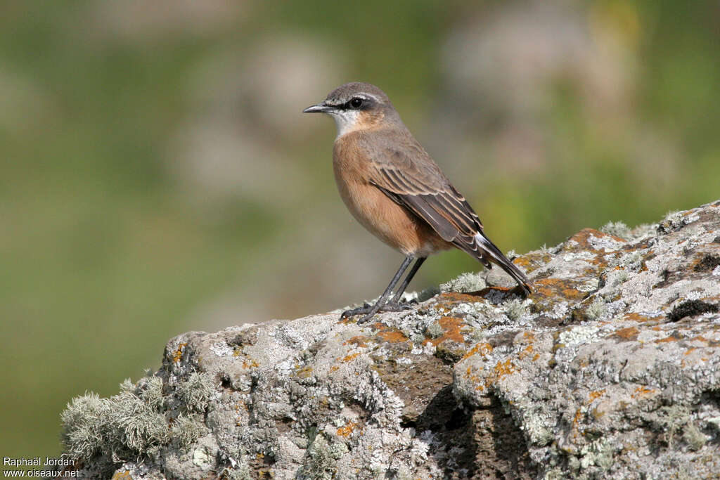 Red-breasted Wheatearadult, identification