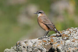 Red-breasted Wheatear