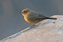 Brown Rock Chat