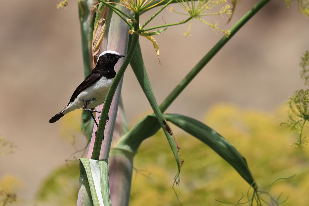 Cyprus Wheatear male adult breeding