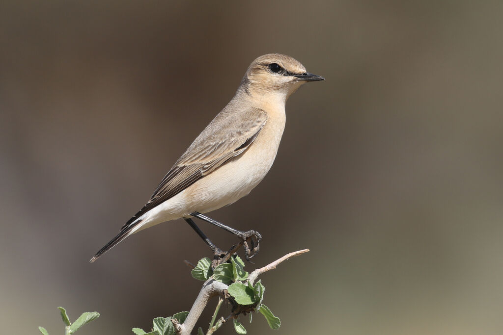 Isabelline Wheatear