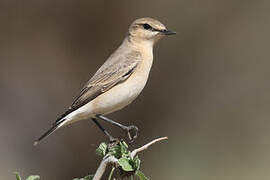 Isabelline Wheatear