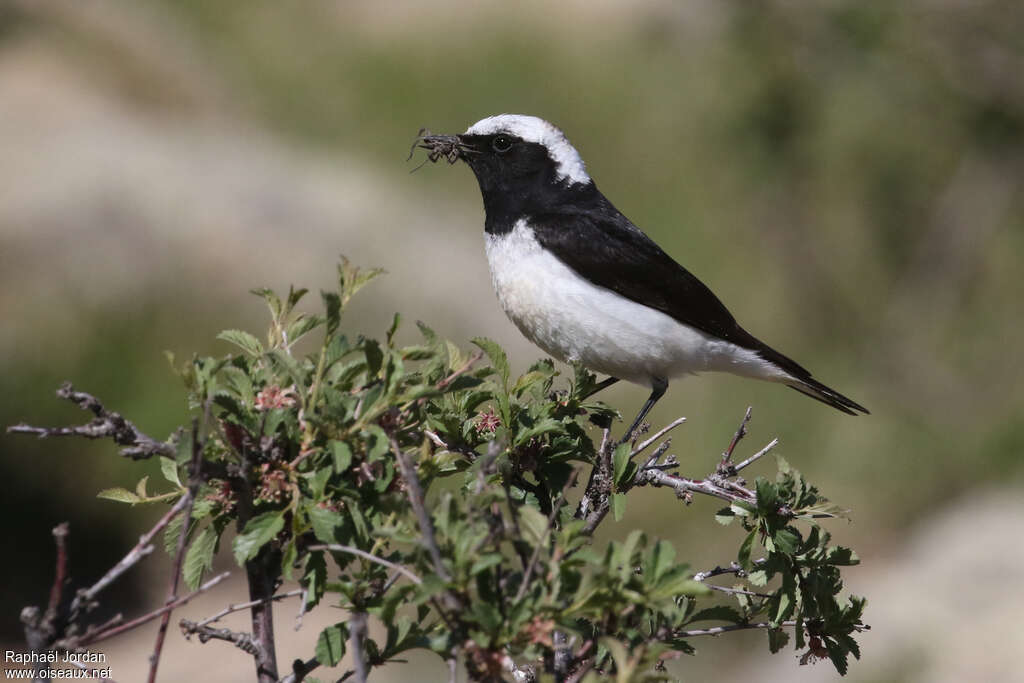 Pied Wheatear male adult breeding, feeding habits, fishing/hunting