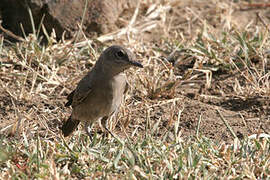 Sombre Rock Chat