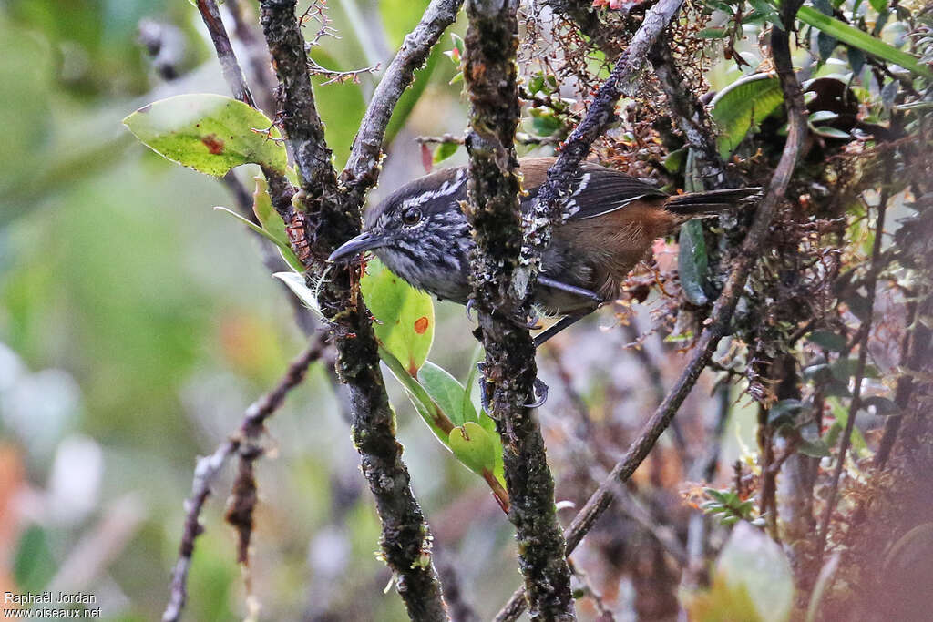 Bar-winged Wood Wrenadult, identification