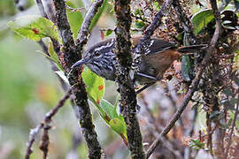 Bar-winged Wood Wren