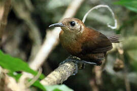 Sumichrast's Wren