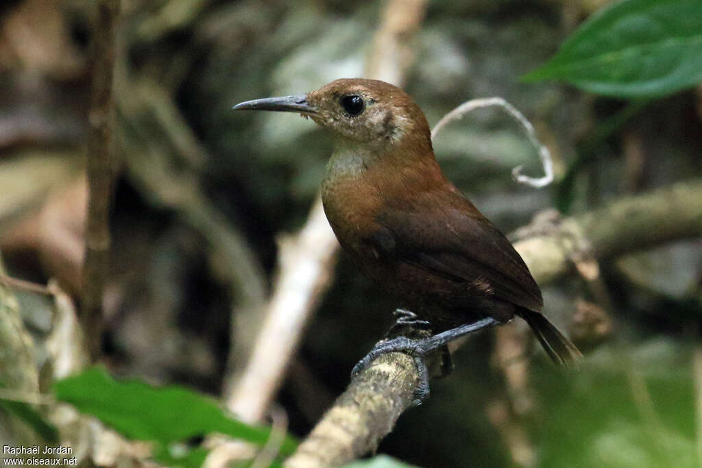 Troglodyte à bec finadulte, identification