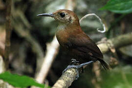 Sumichrast's Wren