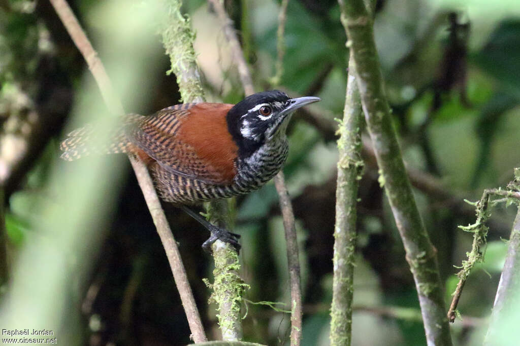 Bay Wrenadult, identification