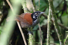 Bay Wren