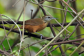 Buff-breasted Wren