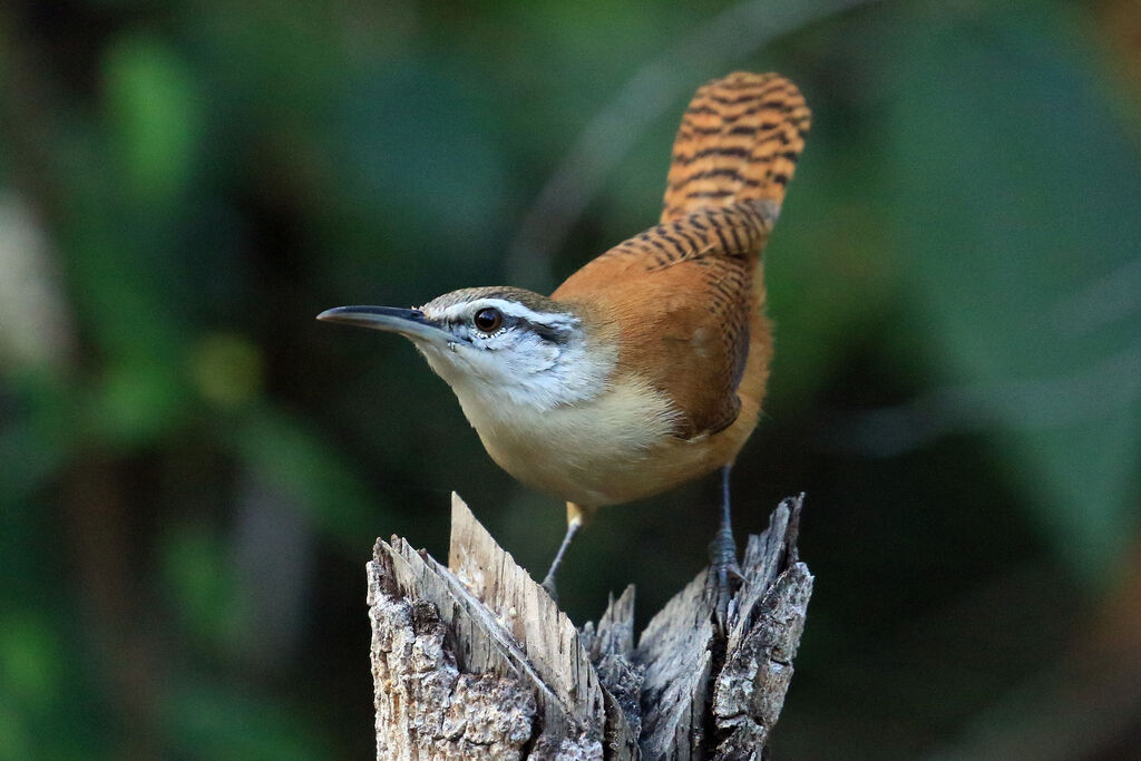 Long-billed Wrenadult