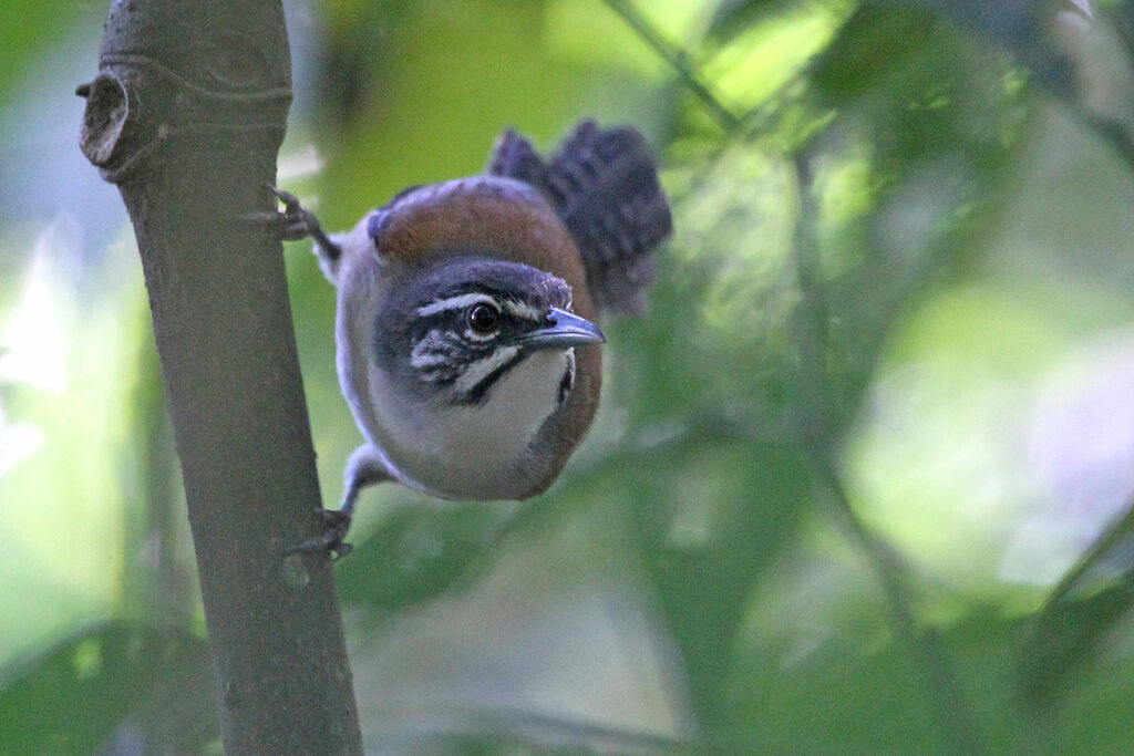 Moustached Wrenadult