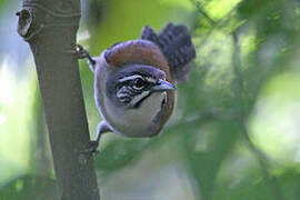 Moustached Wren