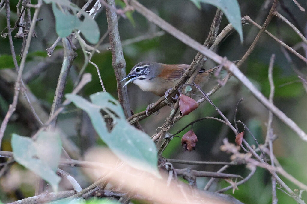 Moustached Wrenadult