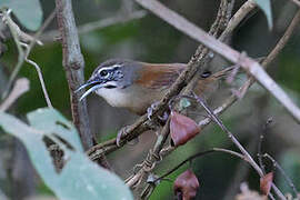 Moustached Wren