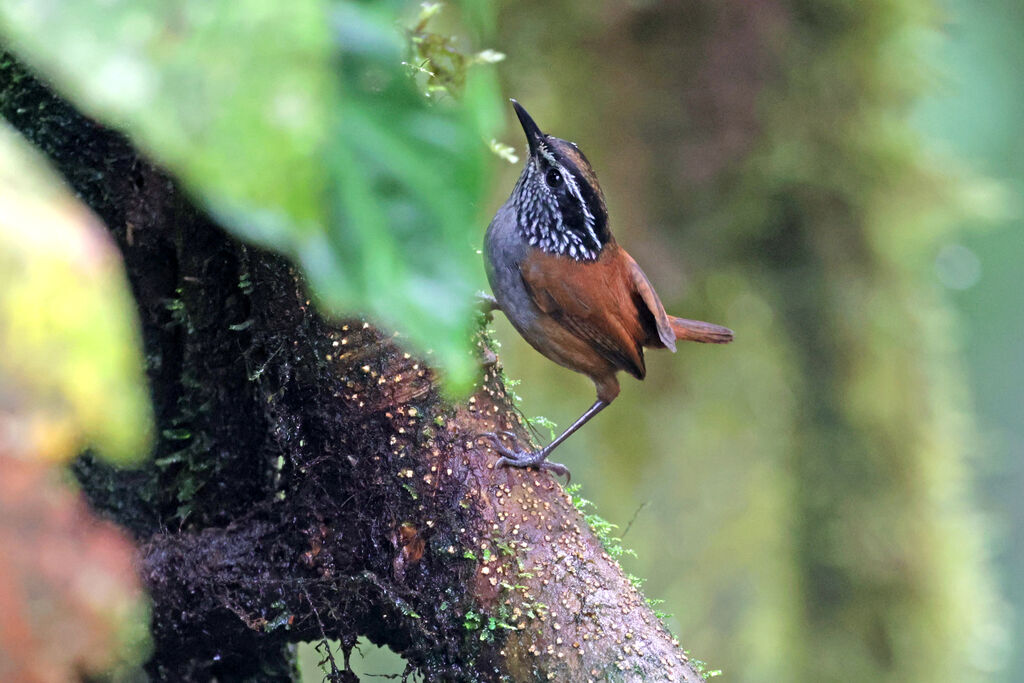 Grey-breasted Wood Wrenadult