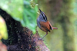 Grey-breasted Wood Wren