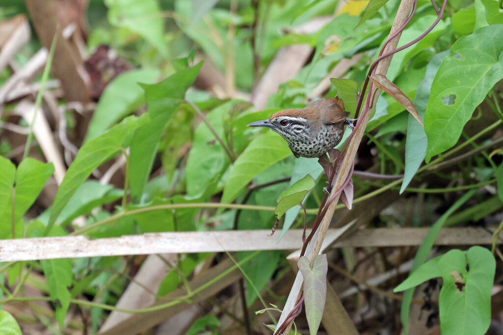 Spot-breasted Wren