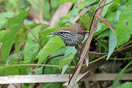 Spot-breasted Wren