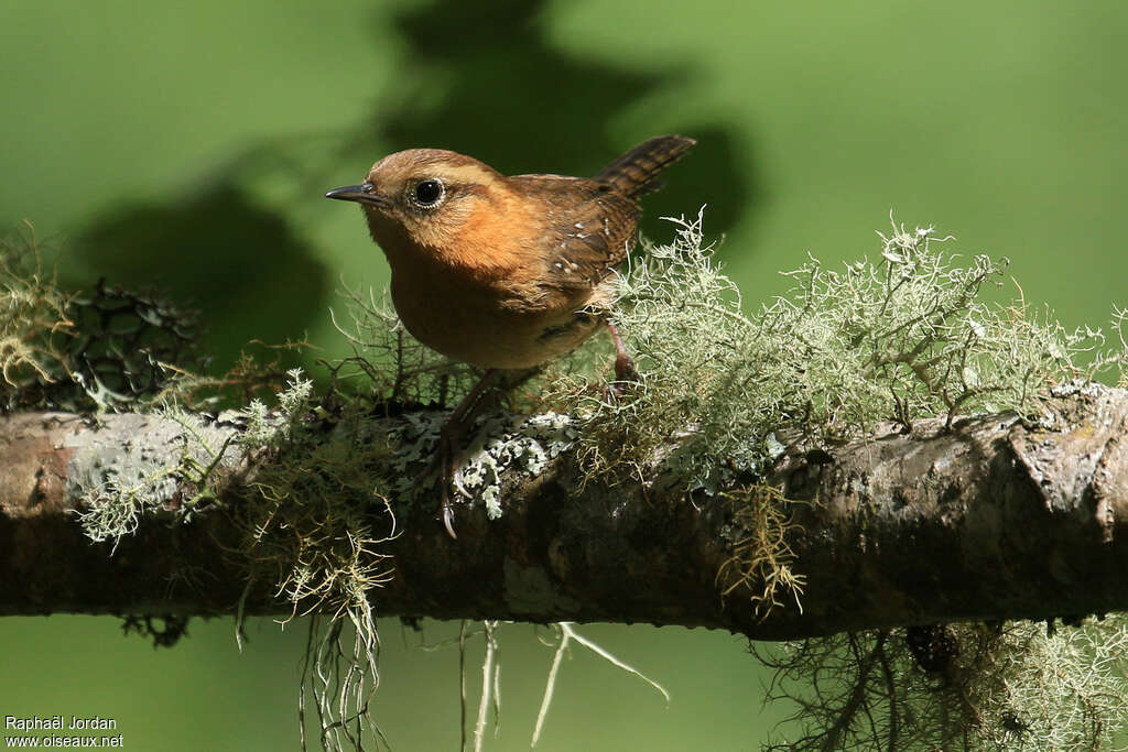 Rufous-browed Wrenadult, close-up portrait