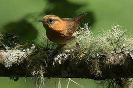 Rufous-browed Wren