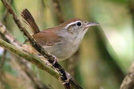 White-bellied Wren