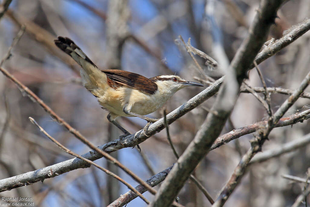 Bicolored Wrenadult, habitat