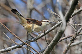 Bicolored Wren