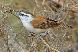 Superciliated Wren