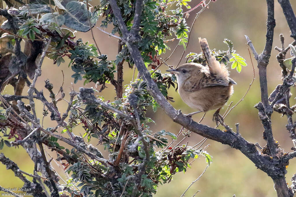 Apolinar's Wrenadult, habitat, pigmentation