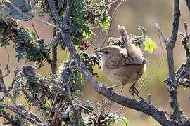 Apolinar's Wren