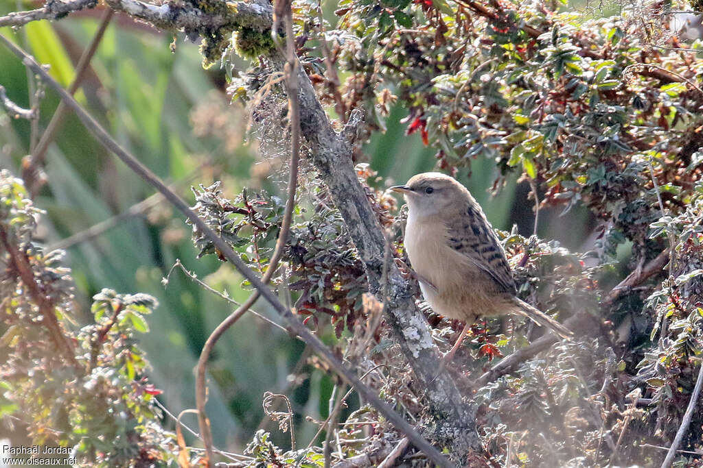 Troglodyte d'Apolinar, identification