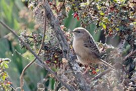 Apolinar's Wren